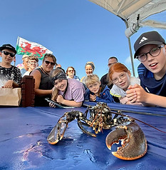 lobster