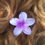 Thumbnail: Flower Claw Clips