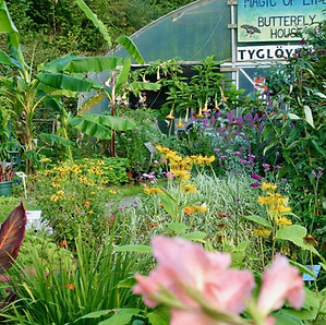 magic-of-life-butterfly-house-garden-2.jpg