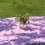 Thumbnail: Daisies Tablecloth – Turquoise, Red or Pink.