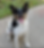 Rocko Knox