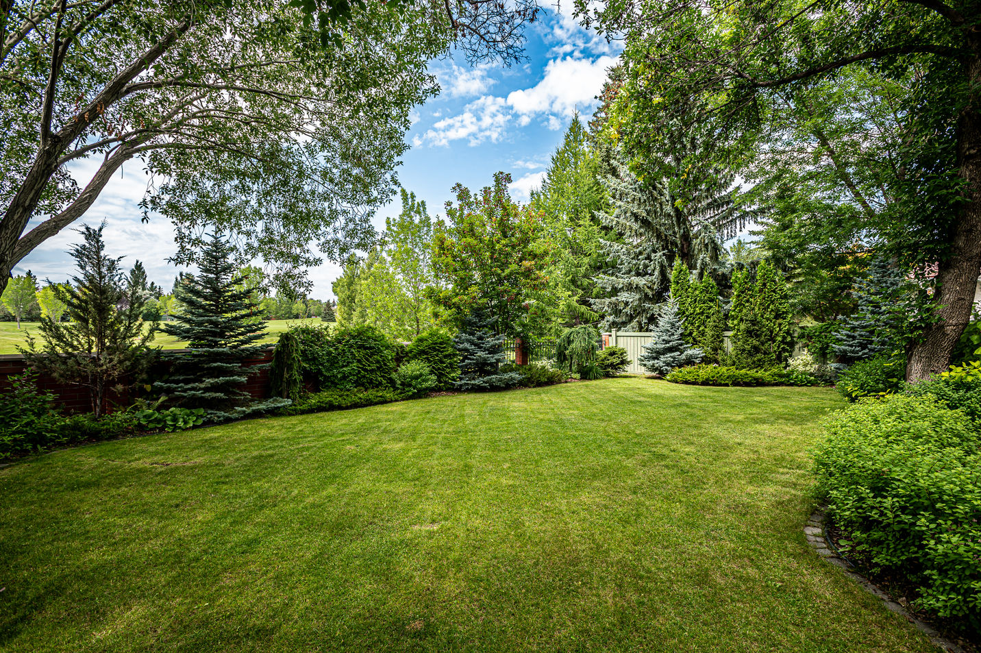 striking backyard on a sunny day - yard is surrounded by edmonton plantlife