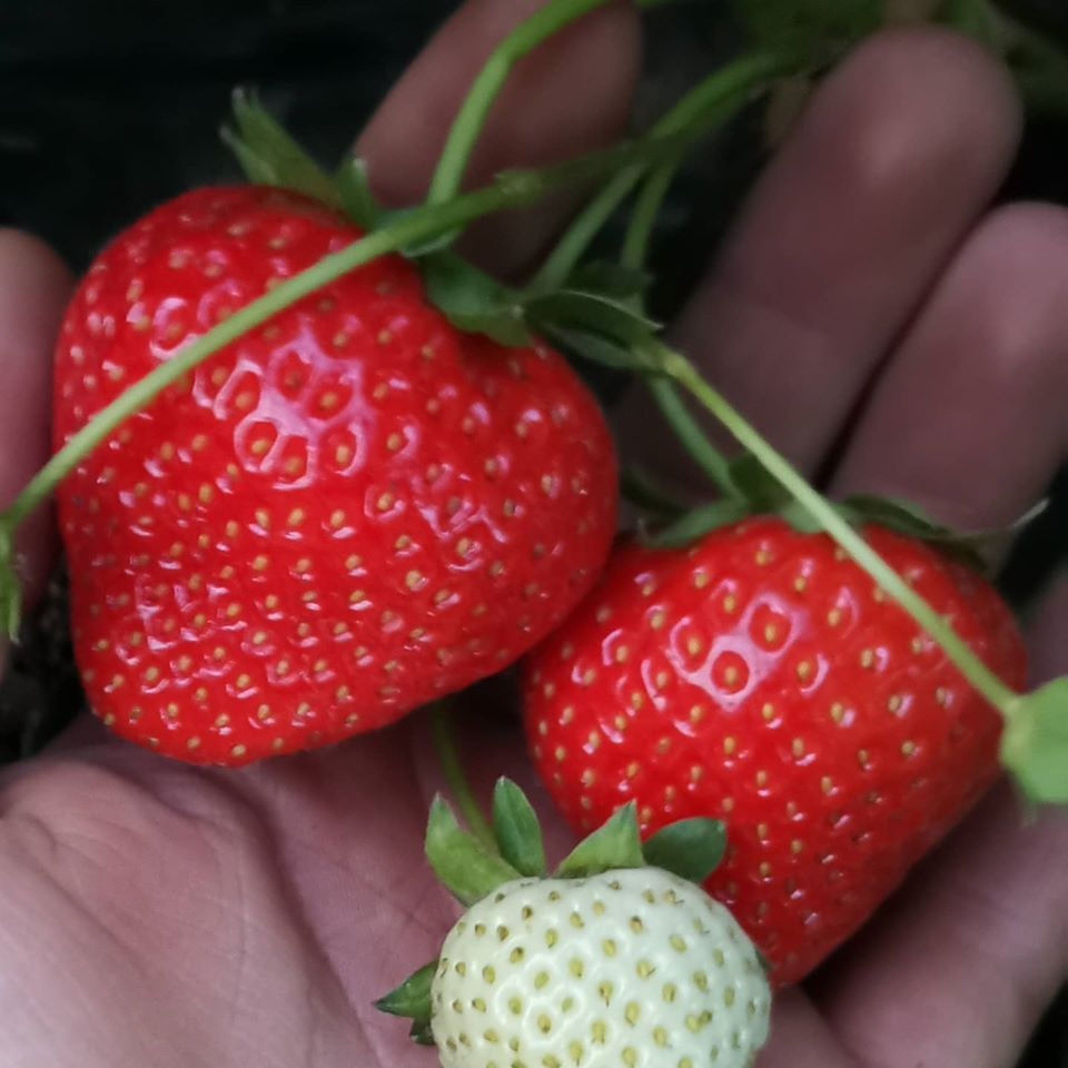 Miniatura: Frutta