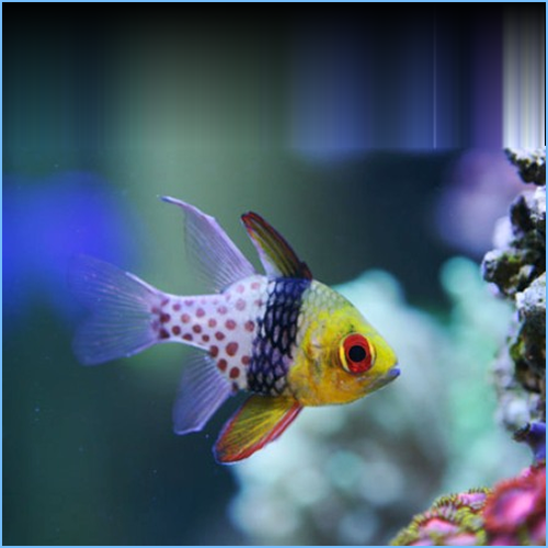 Pajama Cardinalfish Redsea aquarium sys.