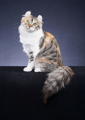 AMERICAN CURLS QUEENS | Purricurls-American Curl | New Jersey