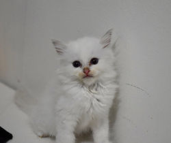 Photo Jul 14, 11 04 38 PM