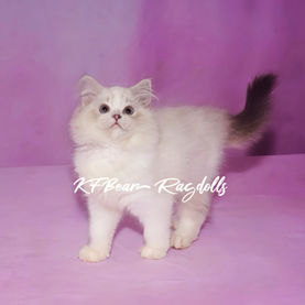 She's a seal lynx bicolor pet quality kitten in NJ and she is looking for adoption. She's located in North New Jersey and only 45 mins away from the NYC.