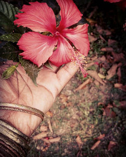 Flor de Hibisco