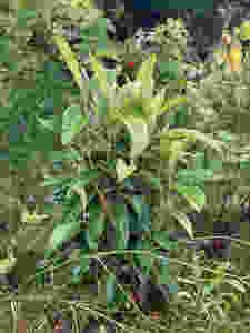 Biwa tree in moestuin