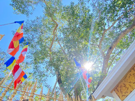 スリランカ【美しき樹齢2300年の菩提樹