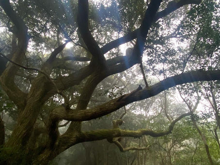 霧の中、宝満山へ