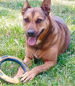 Tora