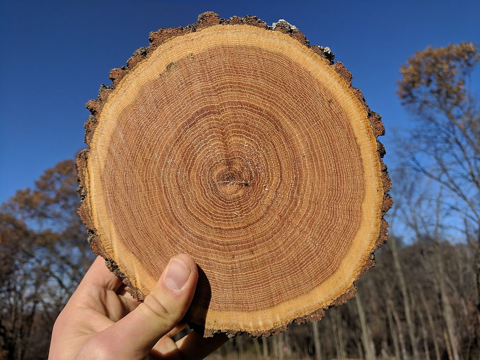 Cross-section of an oak log showing growth rings