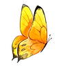 butterfly yellow (3).png