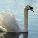 Image_pixabay-swan-1428036_1280.jpg
