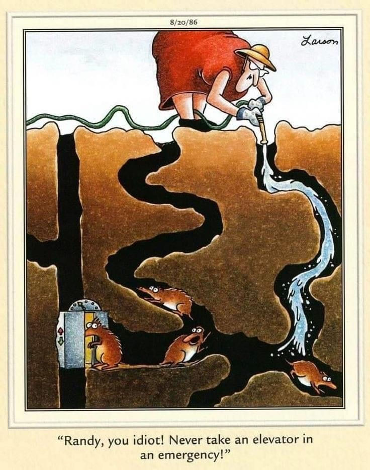 A woman waters ground, flooding a mole tunnel. Three moles, one entering a lift  elevator, panic. Caption: "Randy, you idiot! Never take an elevator in an emergency!"