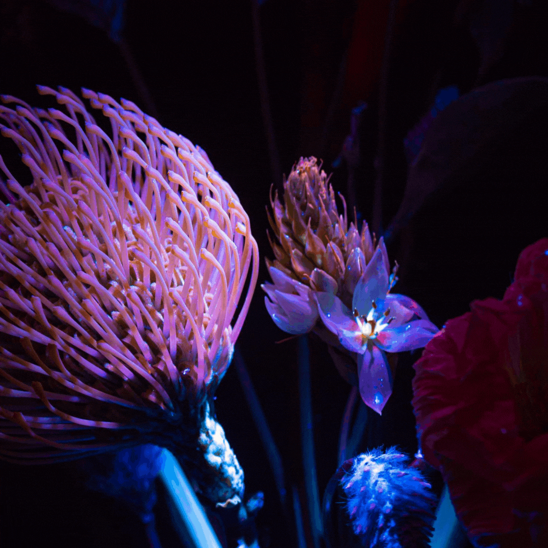 Untitled design (3).gif