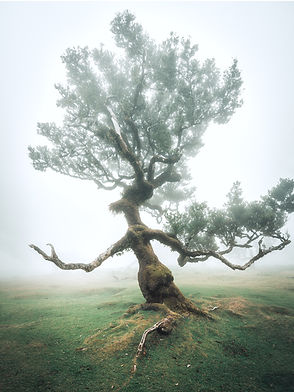 Arbre fanal.jpg