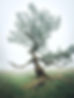 Arbre fanal.jpg