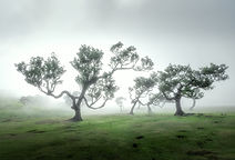 dancing trees.jpg
