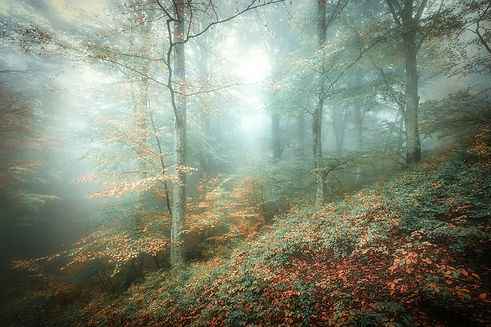foret verte brumeuse vf.jpg