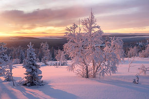 arbre sunrise coloré vf.jpg