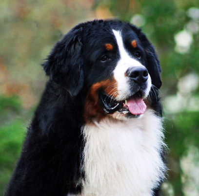 Smokie H.jpg