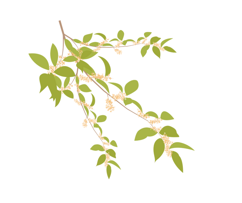 桂花枝.png
