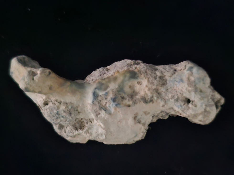Thumbnail: Florida Agatized Polished Coral Specimen