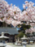 満開の桜と寺院、石灯籠