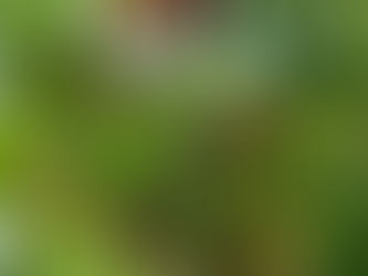 มัลเบอรี่ #ของดีชุมชนบ้านพลงจ.ระยอง