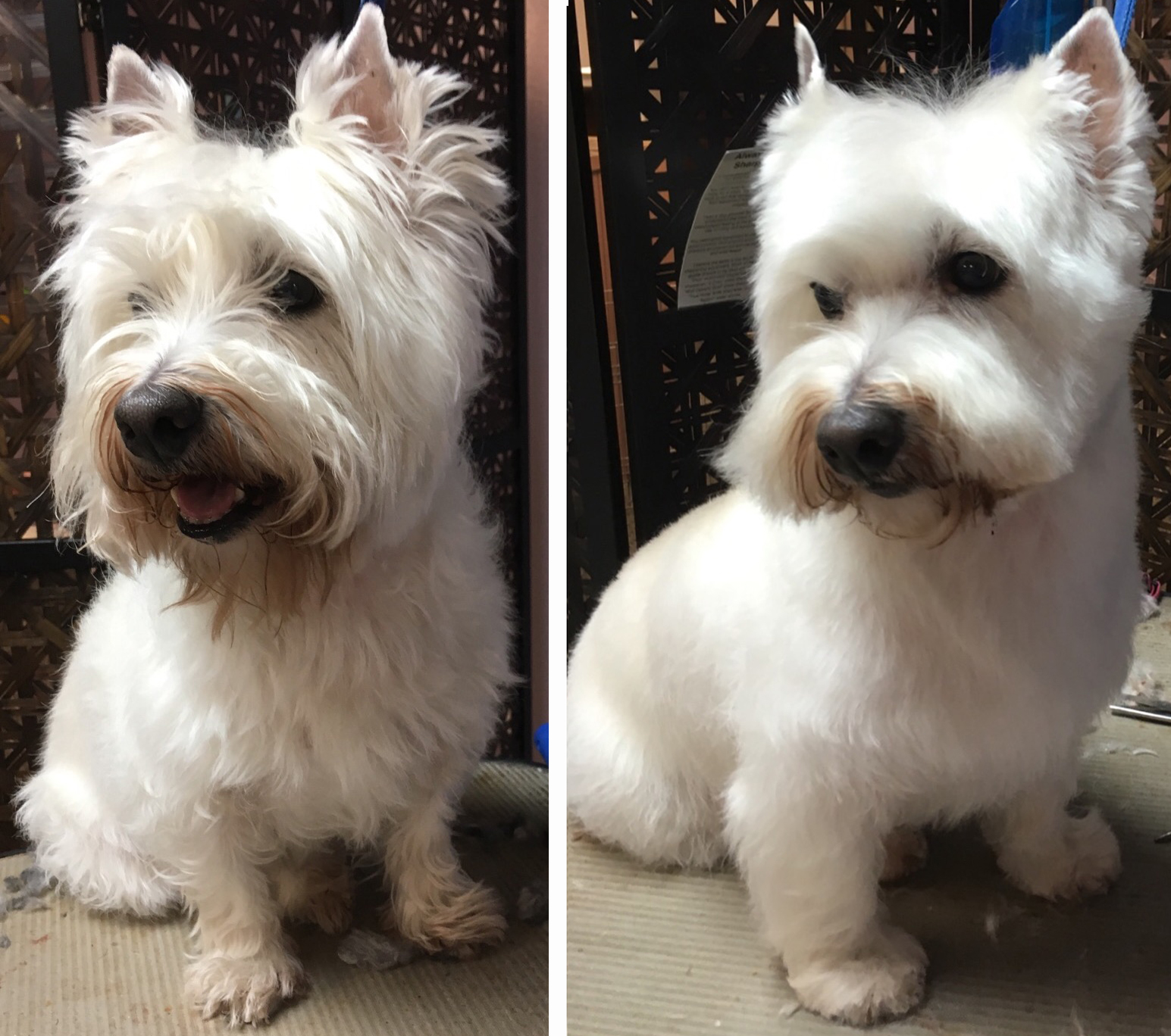 Grooming by Laurie Alysen