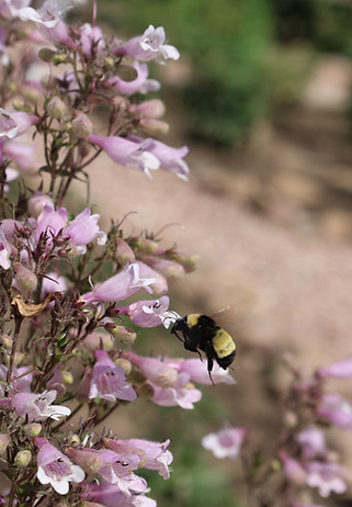 A bee flying near pink flowers