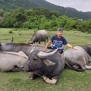 Portrait of Jean Leung, a woman with grey short hair and a blue t-shirt, posing with each hand on two buffalo laying in the grass. In the background are three other buffalo and a wide grassy field, behind which is the base of a green-covered mountain.