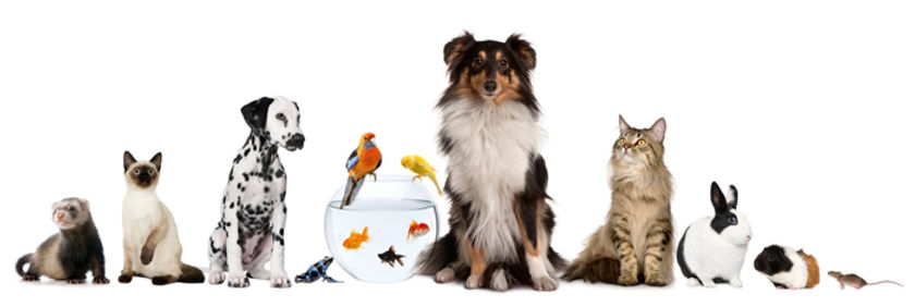 pets.jpg