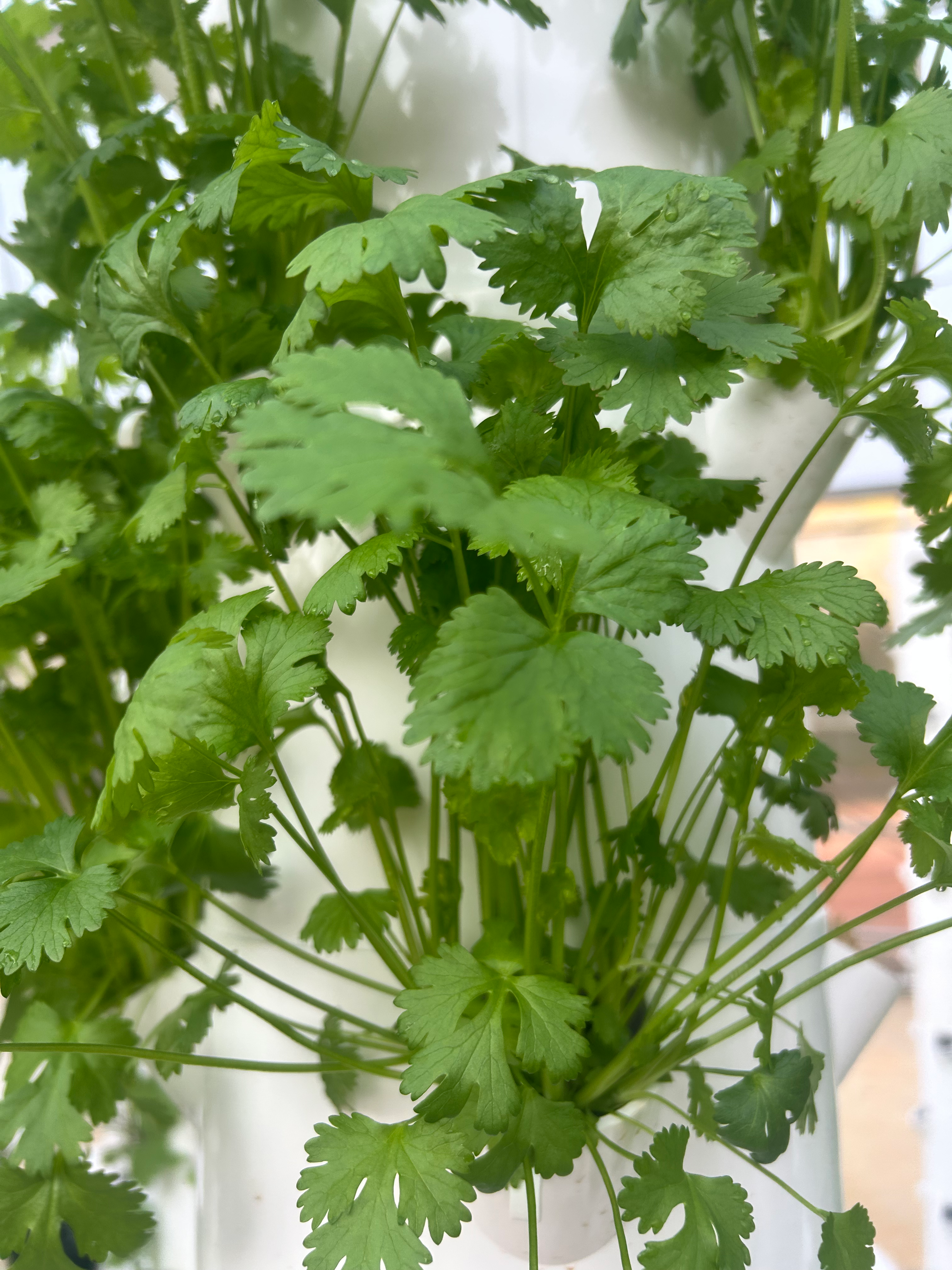 Cilantro (.5 oz)