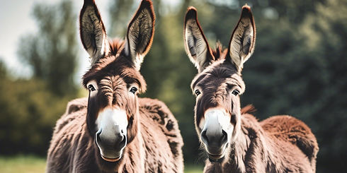 two donkeys in a field_edited_edited_edited.jpg