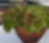 lettuce 4.jpg