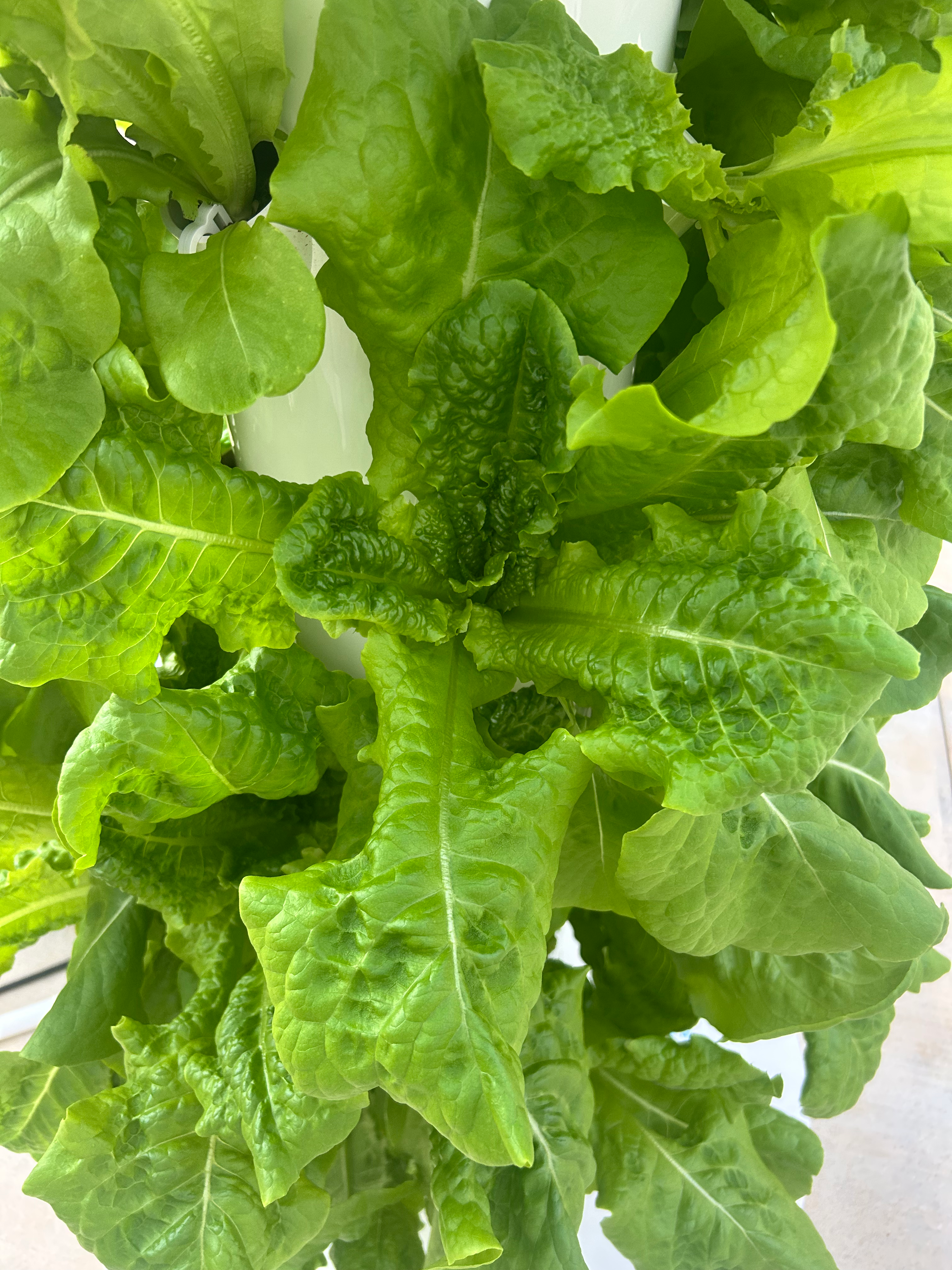 Bibb Lettuce