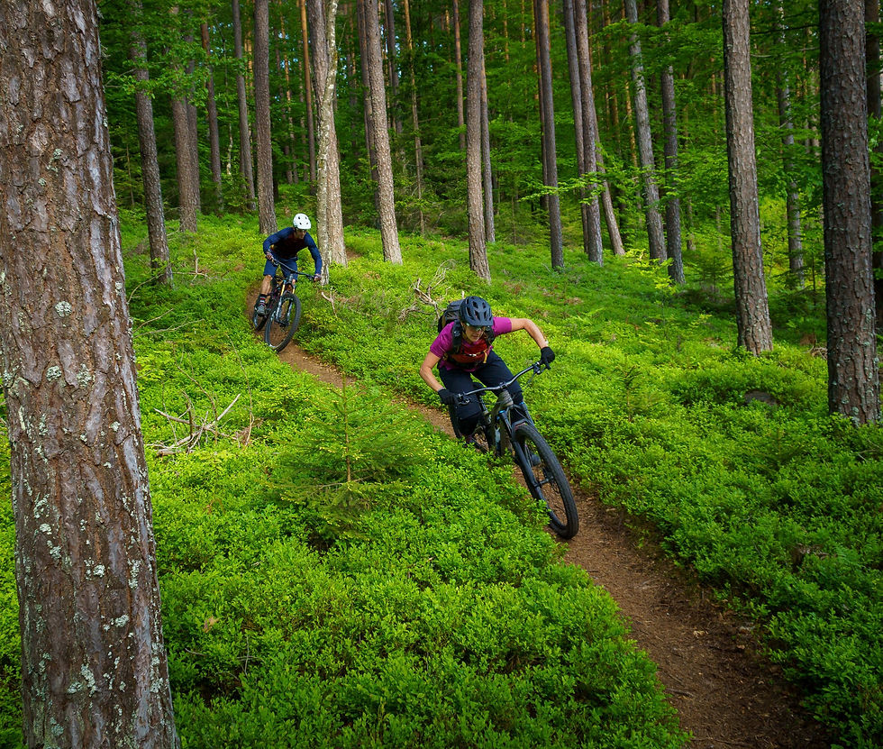 Two mountain bikers on a trail through lush forest.