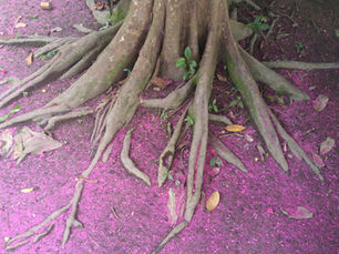 Sacred Plant Medicine