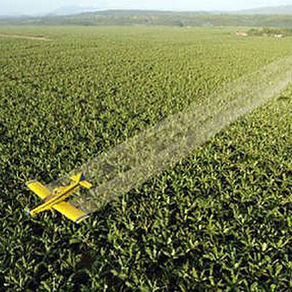 Chlordécone : A qui la faute ?