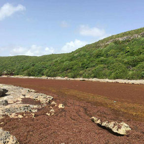 Sargasses : Les maires de Guadeloupe écrivent au Président
