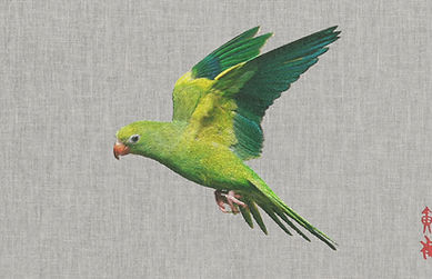 Bird.mp4_snapshot_00.06.166.jpg