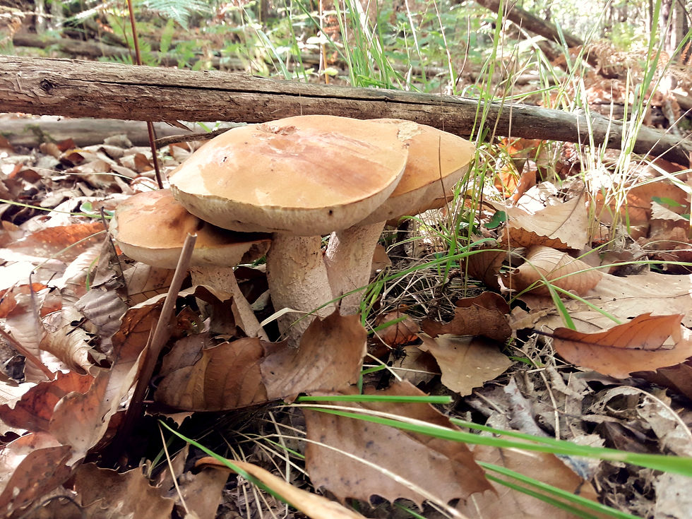 Ceuillette des champignons