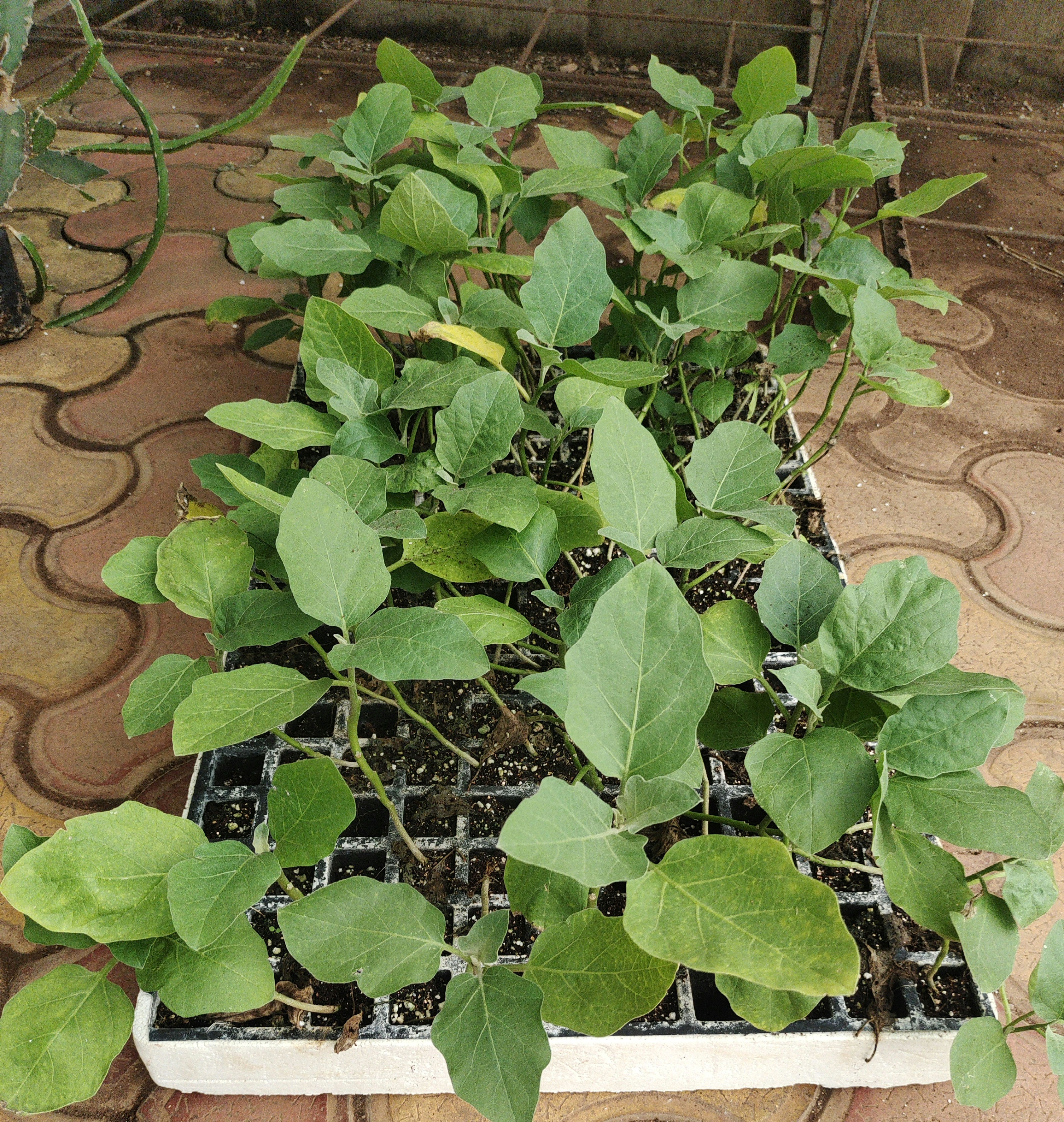 Brinjal Saplings min 10