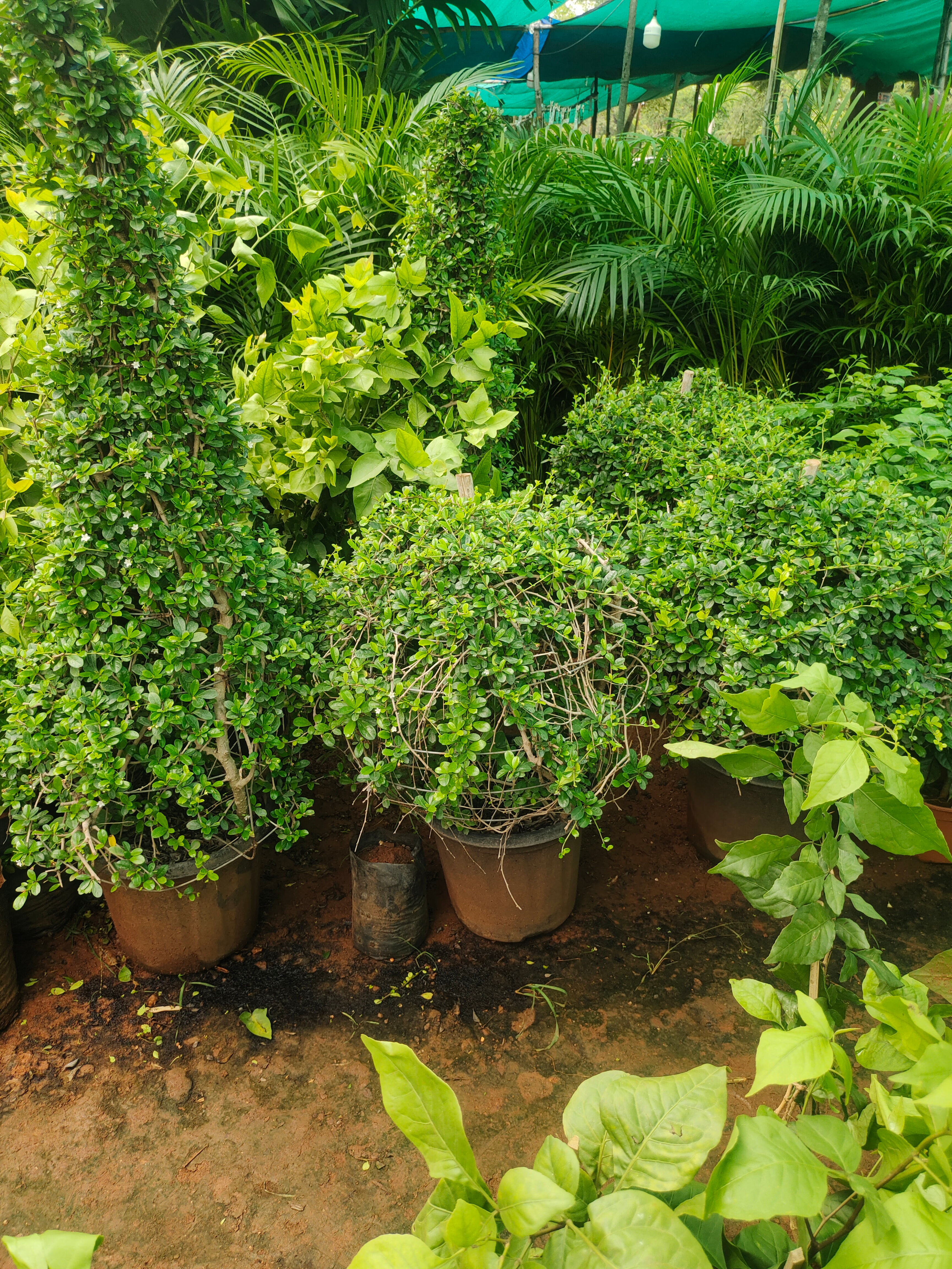 Topiary Cone shape in pot 