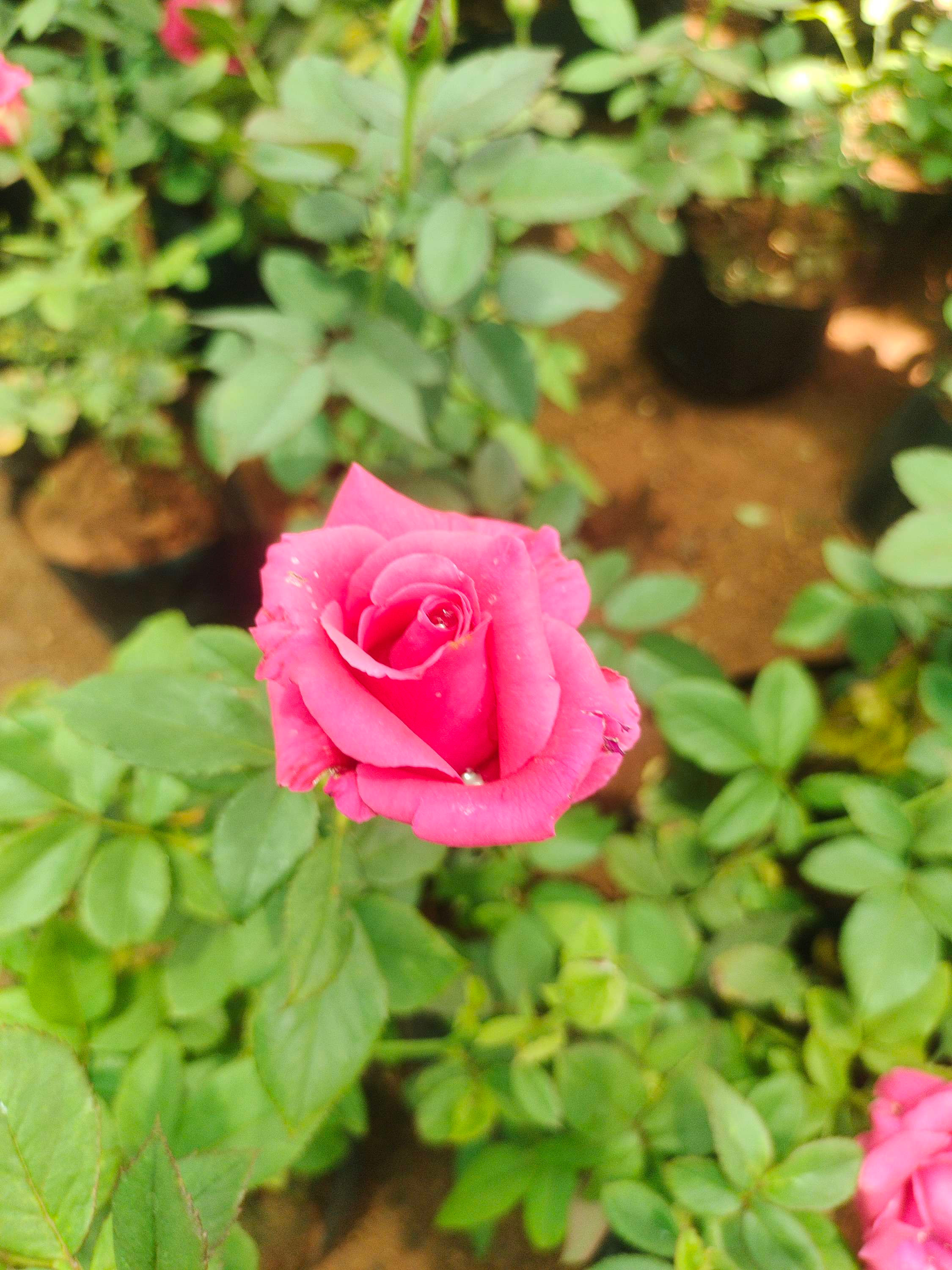 Pink Rose in packet 