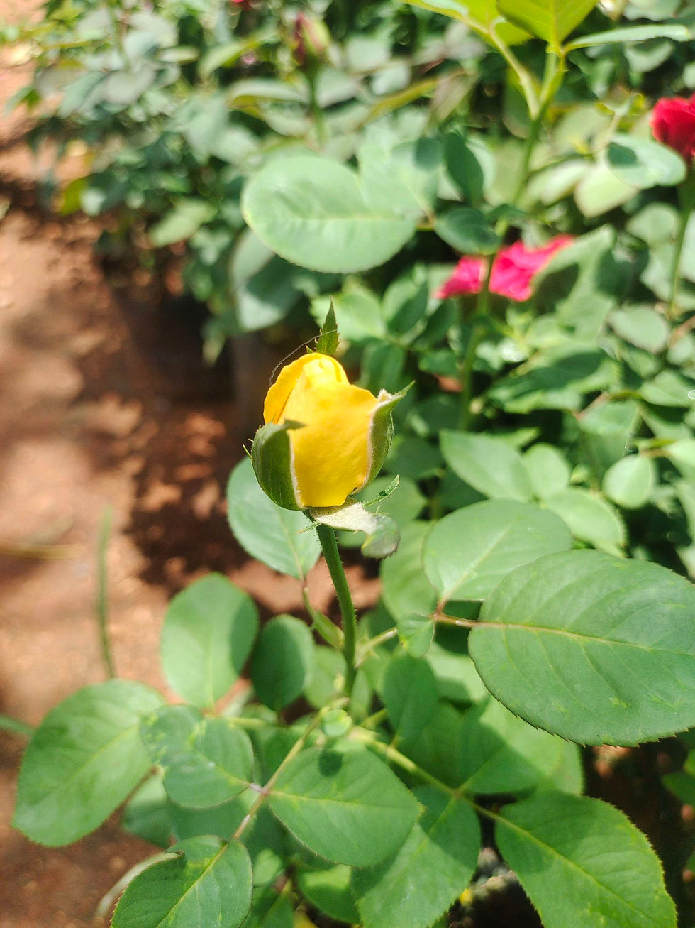 Thumbnail: Yellow Rose in packet 