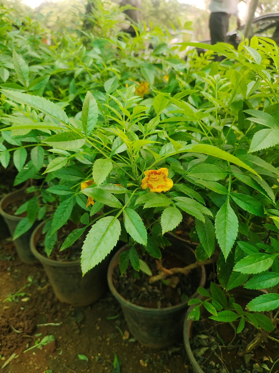 Thumbnail: Almandha Flower plant in pot 